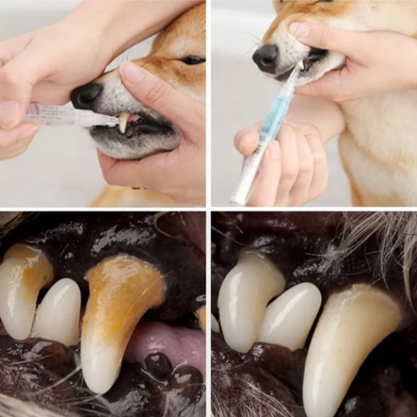 Natural Plant Substance - Pet Teeth Repairing Kit