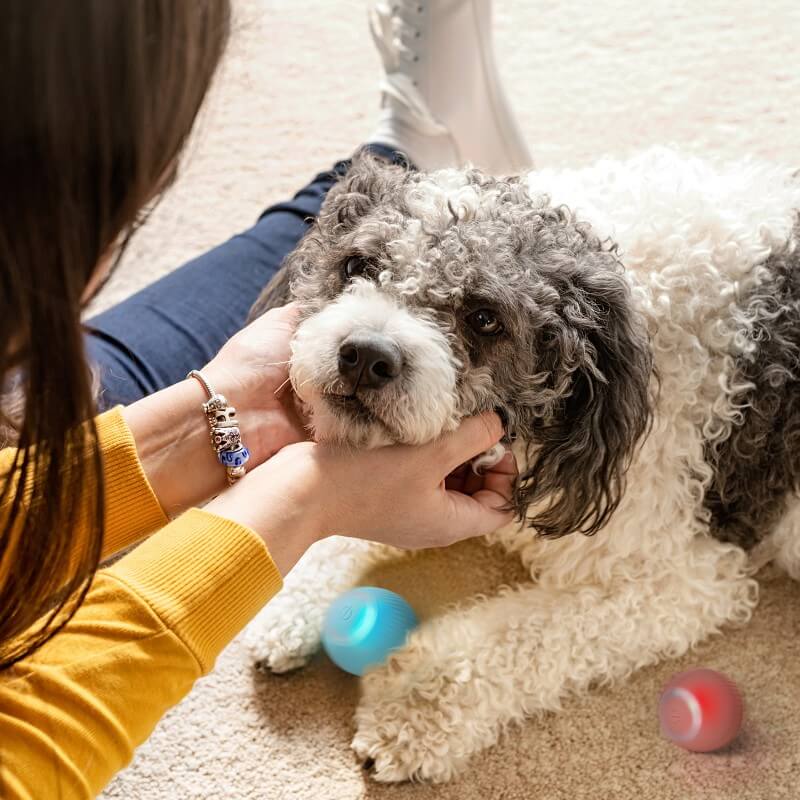 Pups Den PlayPup Self-Moving Ball