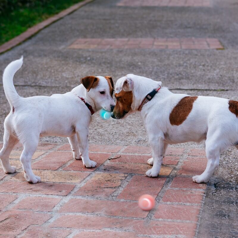 Pups Den PlayPup Self-Moving Ball