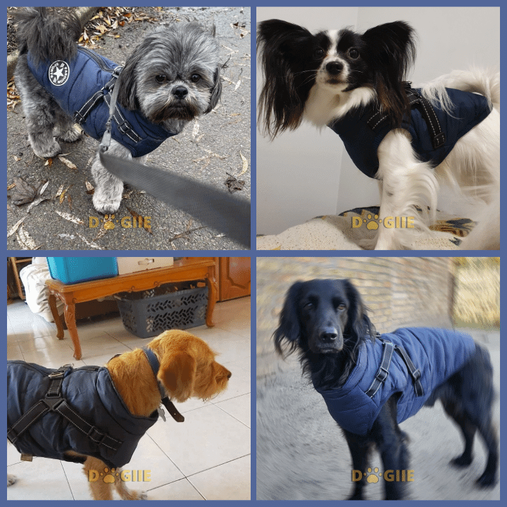 Waterproof Winter Dog Jacket with Built-in Harness