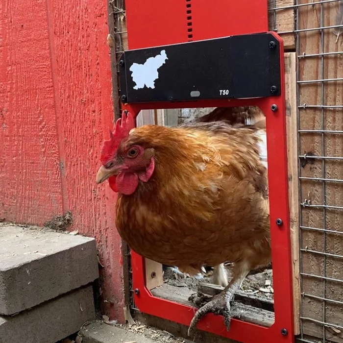 LAST DAY 49% OFF - Automatic Chicken Coop Door