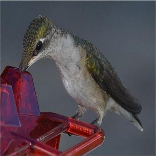 LAST DAY - 40% OFF-Mary's Hummingbird Feeder