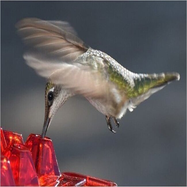 LAST DAY - 40% OFF-Mary's Hummingbird Feeder