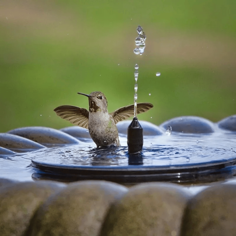 Last Day 75% OFF – Solar-Powered Bird Fountain Kit