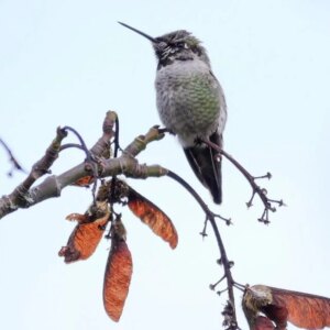 (Last Day Promotion-SAVE 50% OFF) Mary’s Hummingbird Feeder With Perch And Built-in Ant Moat