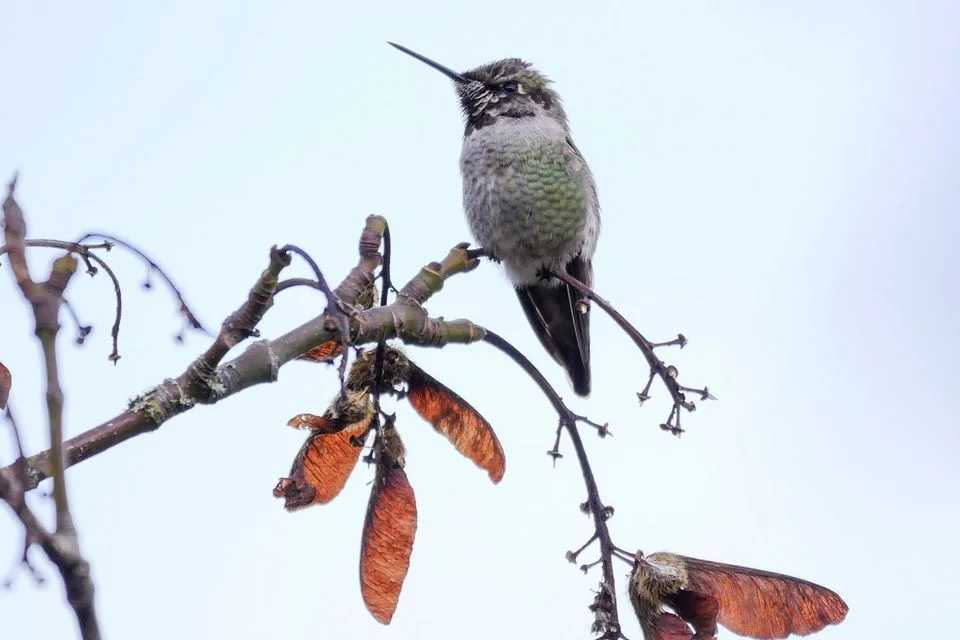 (Last Day Promotion-SAVE 50% OFF) Mary's Hummingbird Feeder With Perch And Built-in Ant Moat