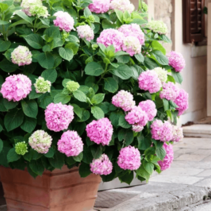 Distinguisk Last Day 70% OFF-Outdoor Artificial Hydrangea Flowers