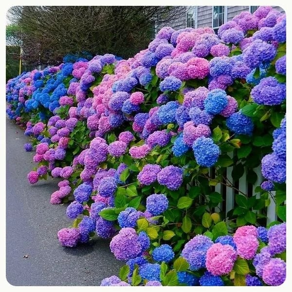 Distinguisk Last Day 70% OFF-Outdoor Artificial Hydrangea Flowers