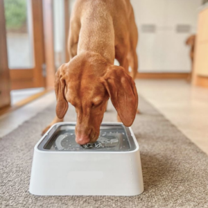 No-Splash Water Bowl