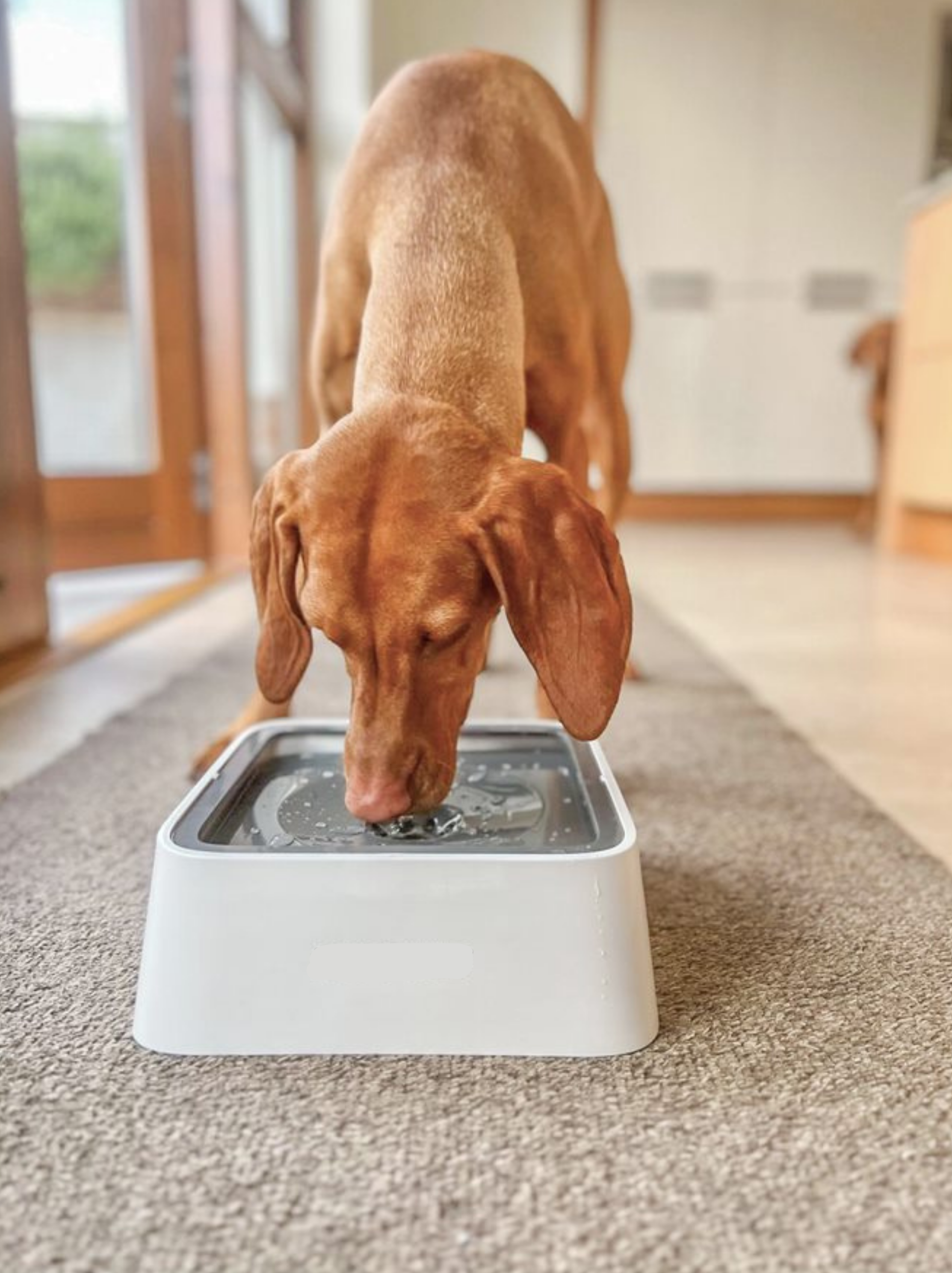 No-Splash Water Bowl