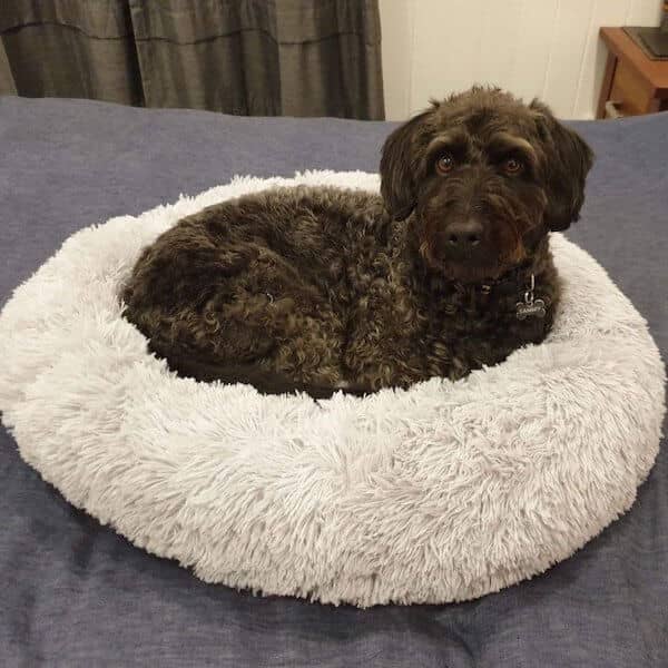 SnuggleCloud  - Anti-Anxiety Calming Dog Bed