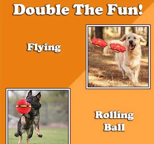 BUY MORE SAVE MORE - The Doggy Disc Ball