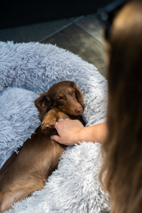 Calming Pet Bed