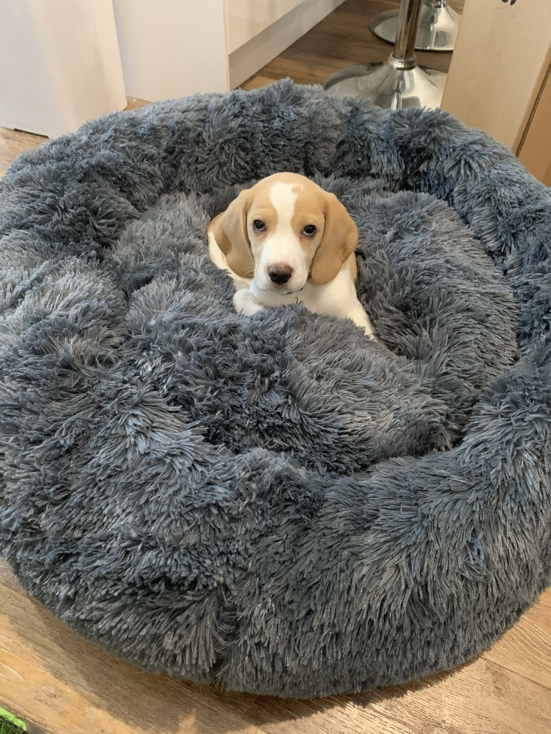 Calming Pet Bed