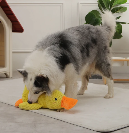 Quack-Quack Squeaky Dog Toy