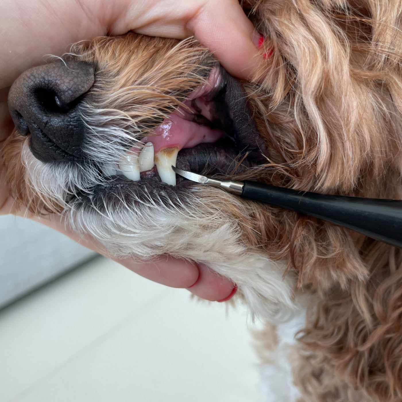 Canident - Tooth cleaner for dogs - Basple