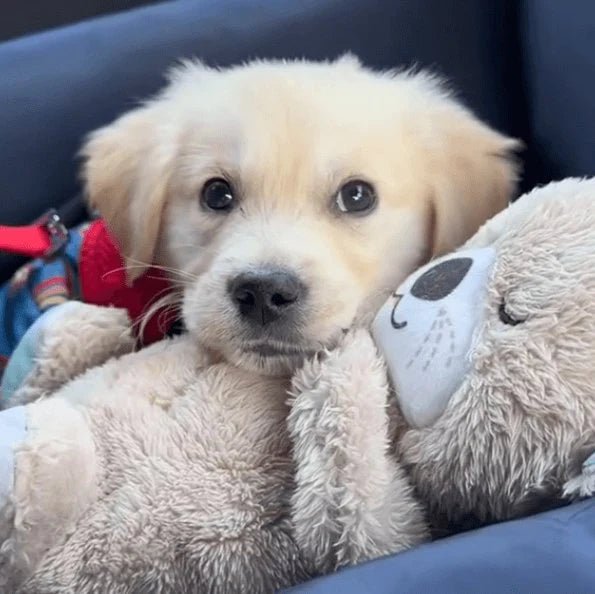 SnuggleBuddy Breathing Otter